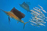 Cozumel Sailfish Snorkeling