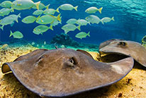 Stingray Beach Cozumel Excursion